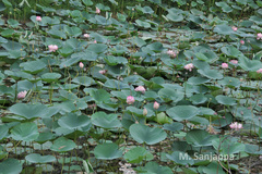Nelumbo nucifera